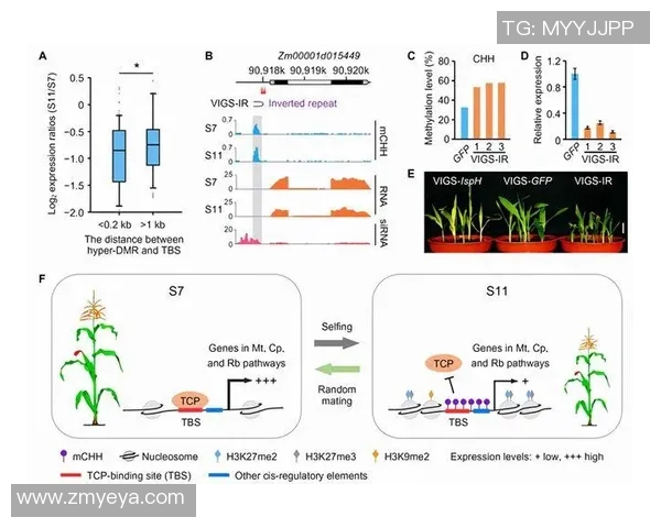 赛后分析：上海篮球队与南京篮球队的团队协作表现及其影响因素探讨
